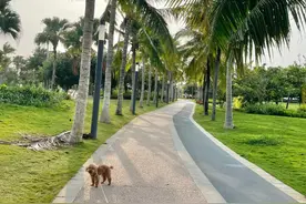 坐飞机与主人同舱有专门的“酒店”   带着宠物去旅行成新风潮图片