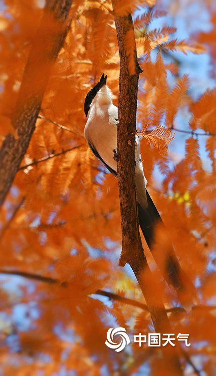 北京奥森公园：初冬喜鹊戏红杉