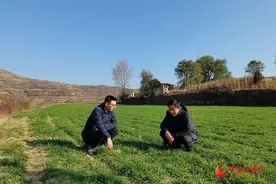 漳县：田间管护忙 来年好“丰”光图片