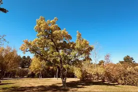 长春最美秋日画卷！你打卡了吗图片