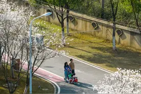 武汉经开区：春到龙灵山！烂漫樱花待客来图片