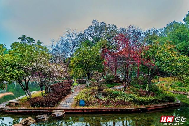 组图丨黛瓦红梅，是藏在石峰公园里的中式浪漫