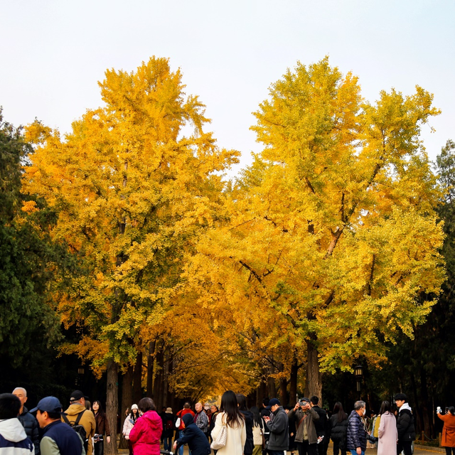 不必扎堆地坛公园！东城区赏秋攻略，一图收藏