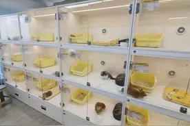 困在“猫贷”中的年轻人：“免费领养”套路多，猫咪死了仍还贷图片