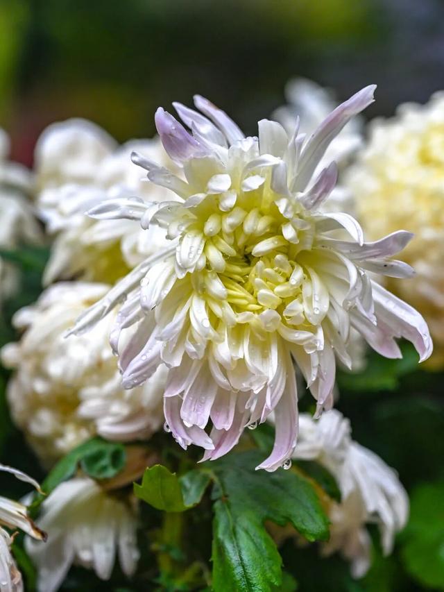 除了看菊花展，福州西湖公园还能怎么逛？