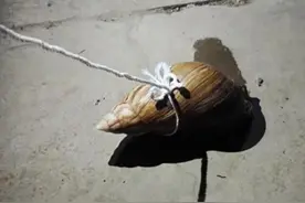 热闻｜“比拳头还大”，攀枝花居民发现巨型非洲大蜗牛，专家提醒：别碰别养！图片