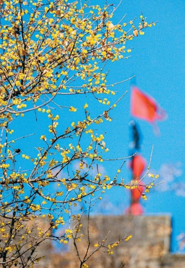 满城蜡梅裹香来 老城新巷尽诗意