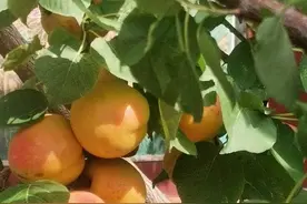 散文‖乡愁，是那熟透了的杏儿/暖暖图片