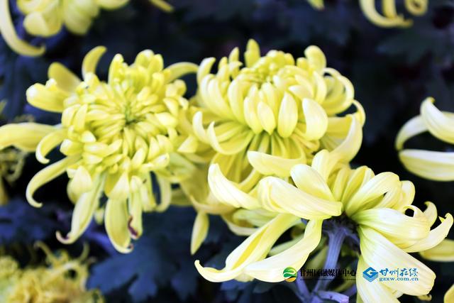 甘州府城：一半是人间烟火，一半是菊韵诗魂