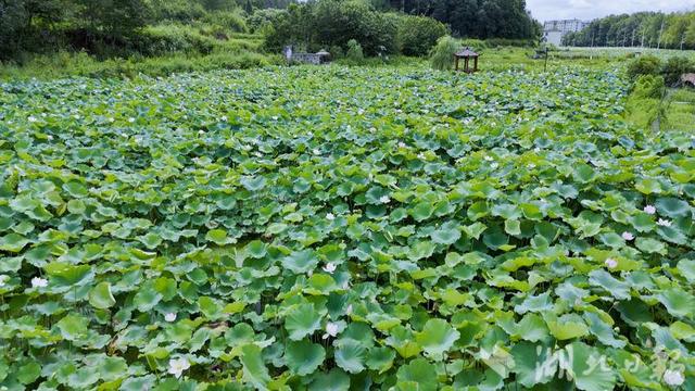 【你有好货 我来吆喝】美景鲜货别错过！崇阳县大垅村湾荷花基地喊您赏莲花采莲子