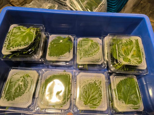 漂亮饭的叶子按片卖