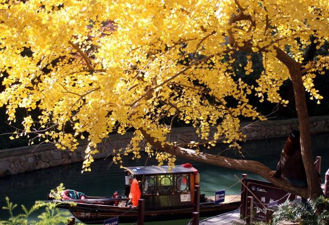 江苏：游苏州虎丘 赏金色银杏