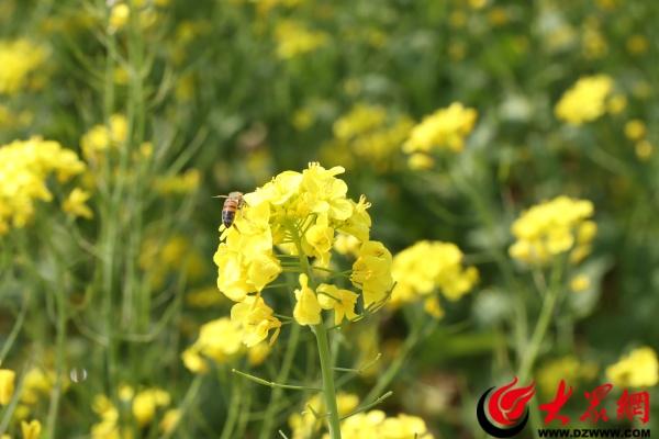 邹平西董百亩油菜花开 春日打卡正当时