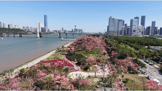 横琴花海长廊骑行攻略来了！轻松打卡“花海赛道”同款浪漫