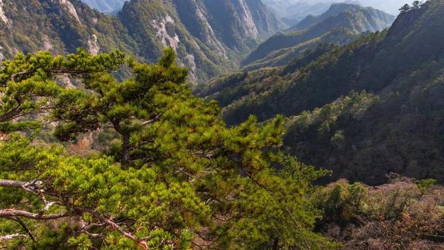 滴！重阳暖心免票福利→这张秋日『头等舱』车票请签收！