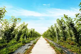 “梨”不开这口清脆甘甜图片