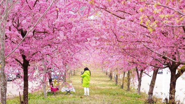 贵州冬韵：梅香入骨，花海先春