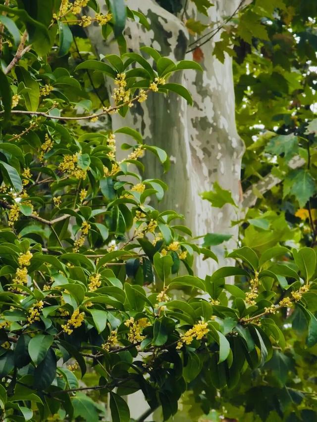 桂花香“空降”上海！秋日限定款快闻！