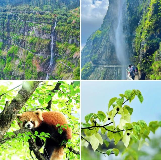 招募公告 | 瓦屋山景区招募2026年合作旅行社