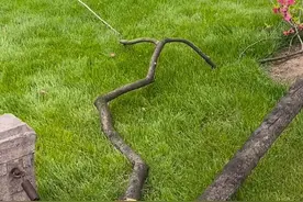 时隔一周西湖白堤又有桃树被断枝，网友心疼又愤怒：能不能文明点？图片