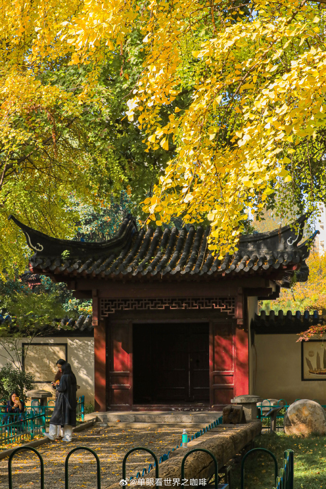 秦淮的银杏，悄悄黄了