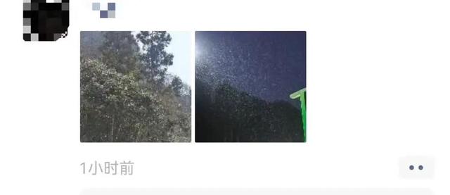 刚刚！凤凰山下雪啦！是真的！