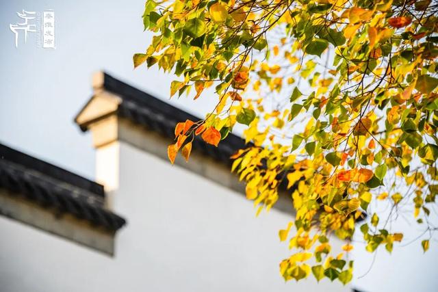 秦淮花事｜乌桕斑斓，半城秋色入画来