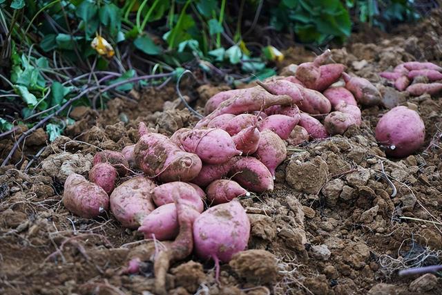 秋日溜娃新选择！郑州“四季寻鲜”周末采摘路线来了