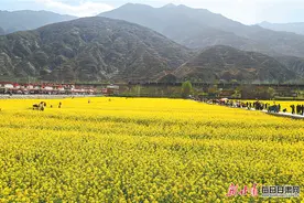 【图片新闻】陇南市武都区坪垭藏族乡的油菜花竞相绽放图片