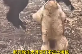 牧羊犬不敌土拨鼠搬救兵围攻，土拨鼠：别过来，我已经报警了!图片