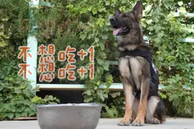 这就是警犬 一个“字”不动如山图片