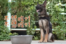 这就是警犬 一个“字”不动如山图片