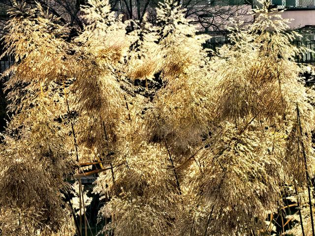 芦苇黄，河水碧，邂逅北京南长河畔的初冬