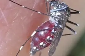 博主“以身饲蚊”走红 拍下蚊子吸血全过程进行科普图片