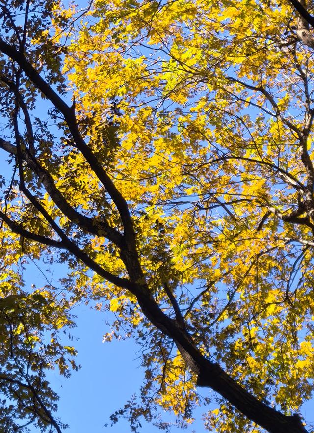 万里无云，阳光正好！周末到公园欣赏北京的秋