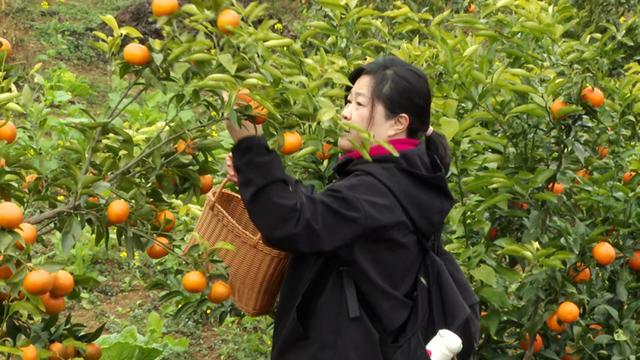 普定县本杰村首届椪柑节举行 徒步采摘带热冬日乡村