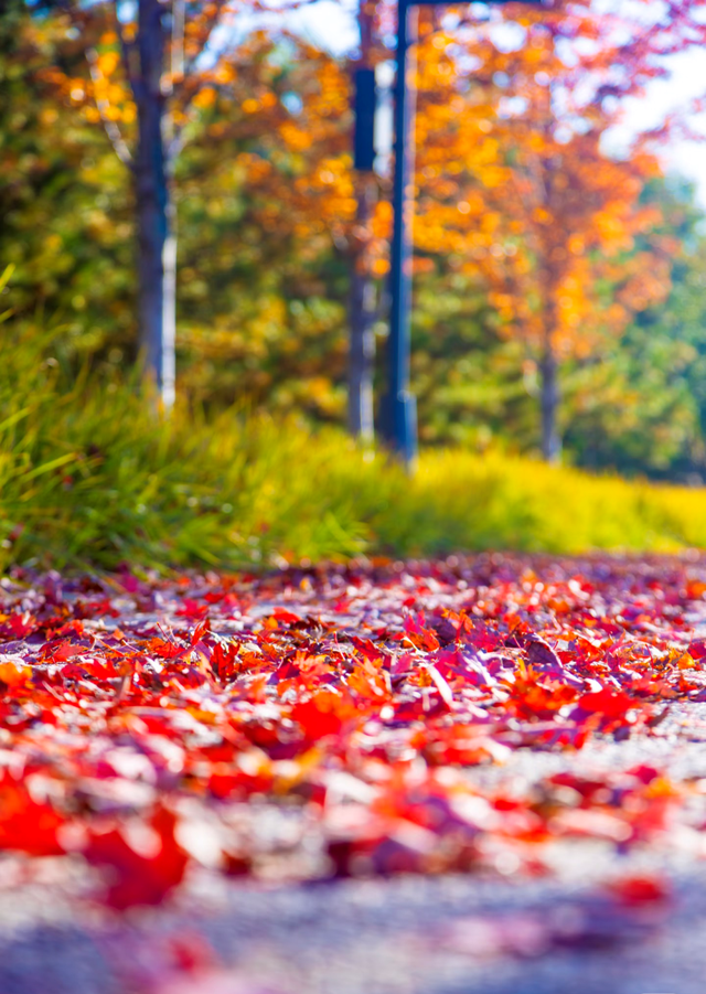 藏不住了！副中心这条4.4公里“红叶大道”，美到封神