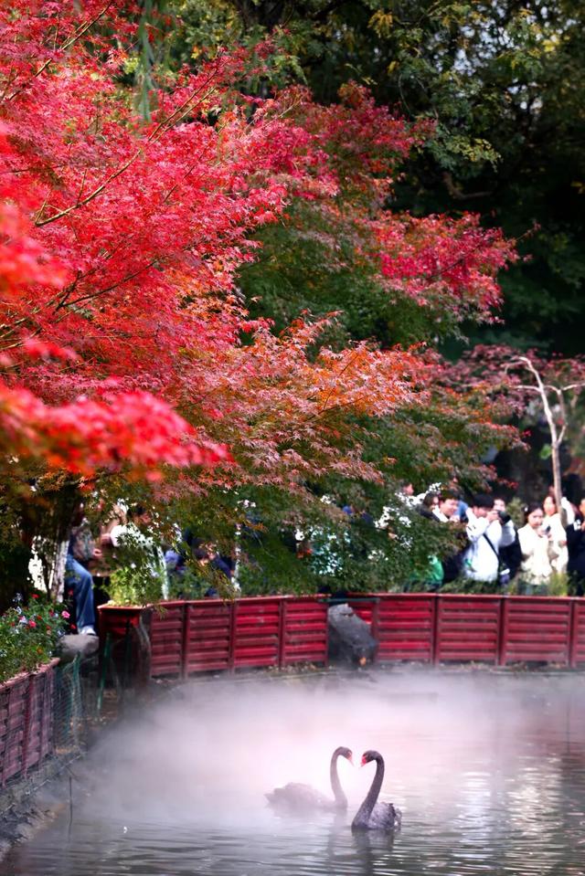 秋日美学暴击！正是赤橙黄绿时~