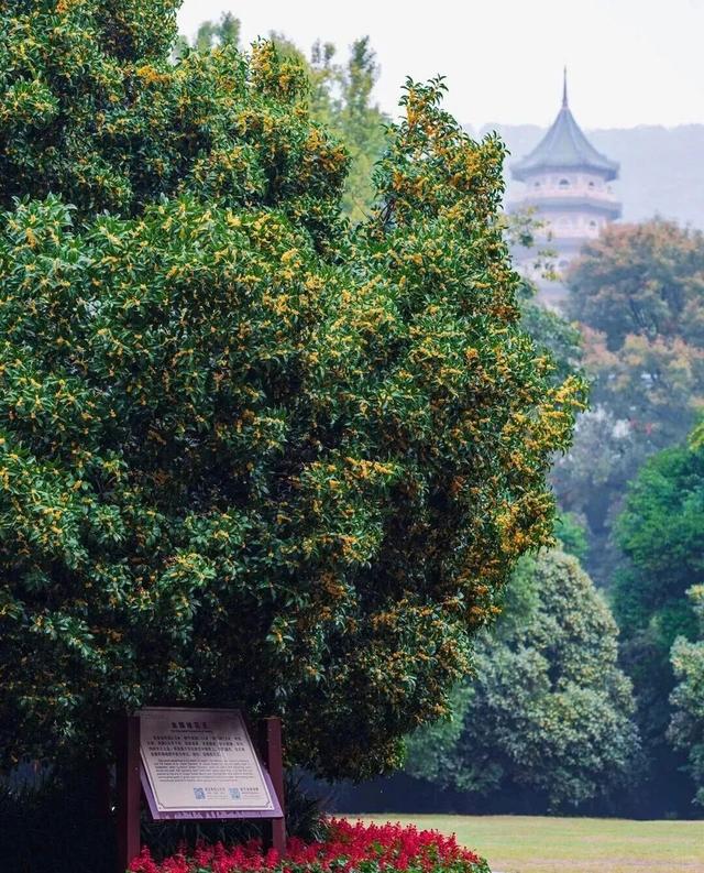 不用再等待！本周末就可以赏桂花了