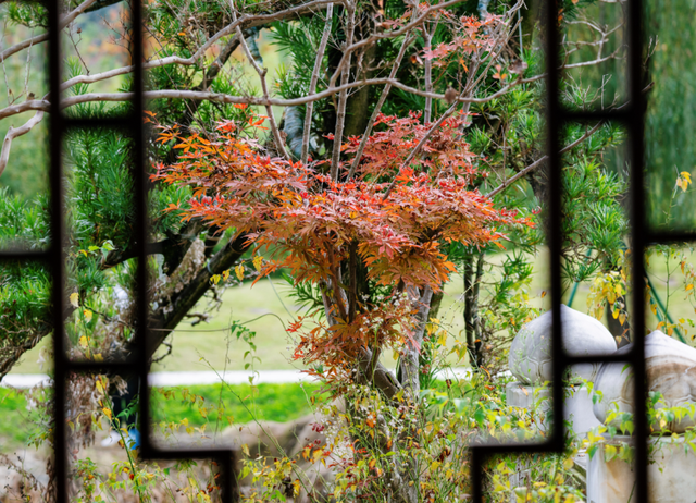 绝美！成都红枫进入最佳观赏期！线路来啦