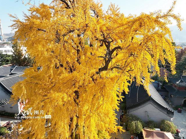 山东青岛：千年古银杏树引客来