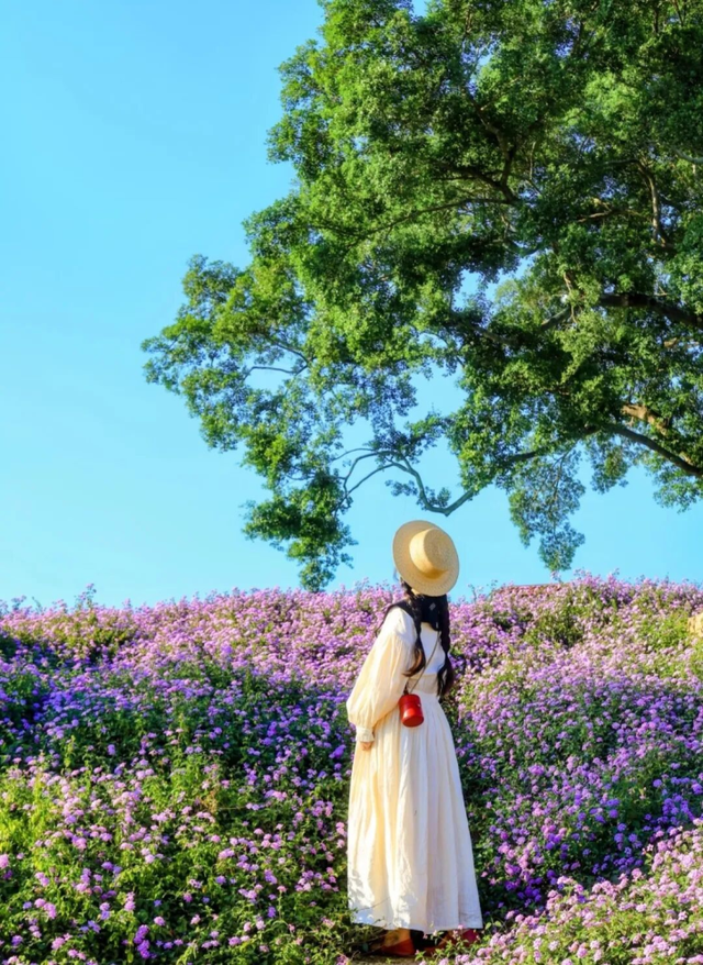 周末去打卡！南宁四大花海上线，20℃暖冬赏花攻略一键收藏！