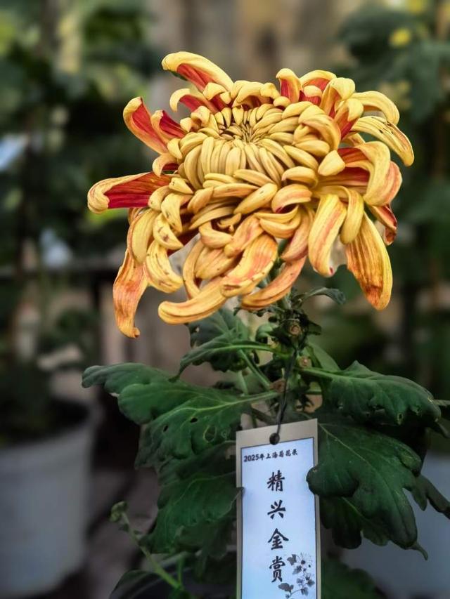 11月中旬进入最佳观赏期！上海菊花展本周末起对游客开放，结束后将100盆精品菊花送游客