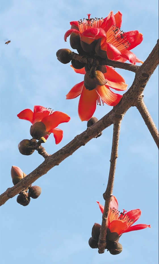 春天里，一起相约木棉花开