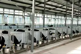 冰城“智慧牧场” 解锁“奶香密码”图片