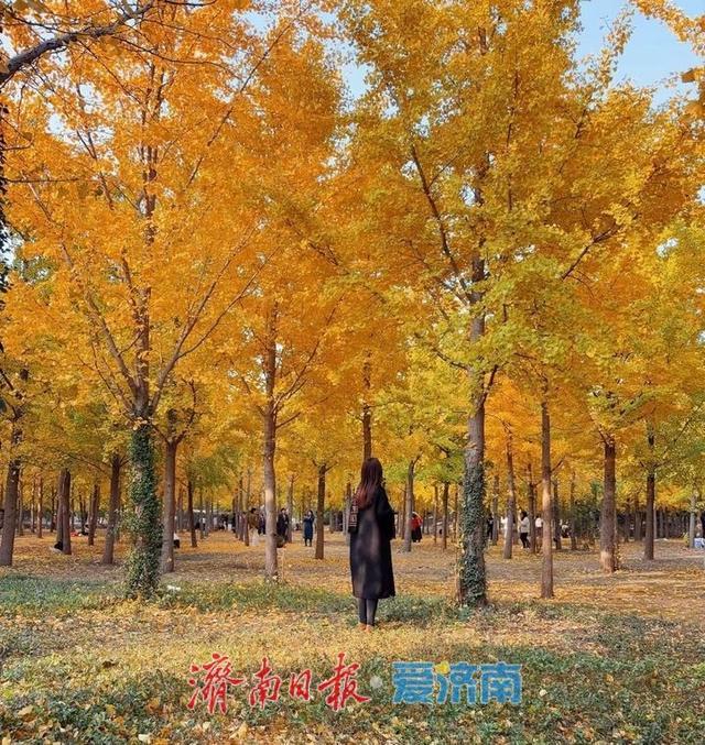 别错过最佳观赏期 一起邂逅满城红黄限定秋景