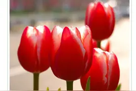 郁金香到底有没有毒？来看答案→图片