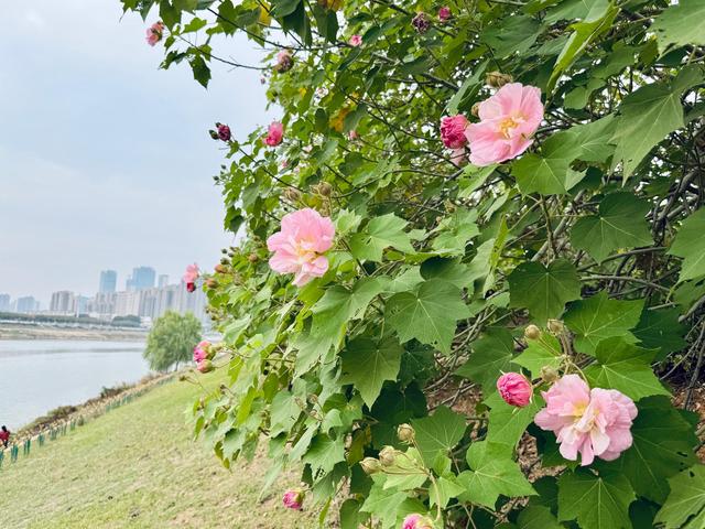 长沙人秋天的仪式感，藏在浏阳河畔这片粉色花海里