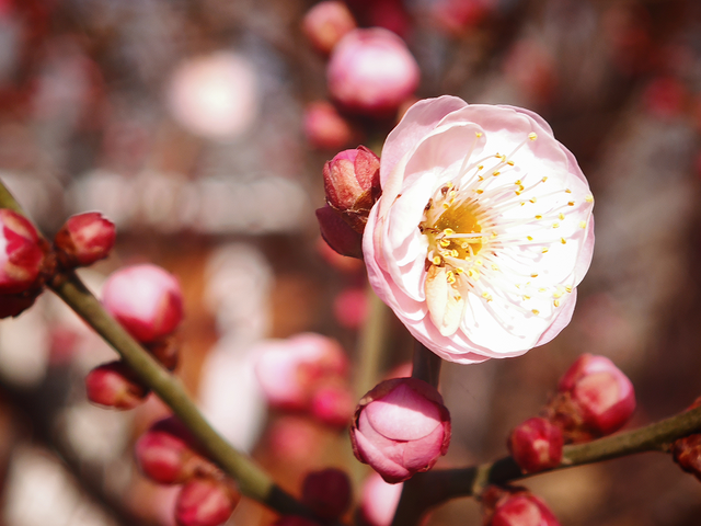 早安 | 太美了！菏泽早梅、蜡梅都开啦！
