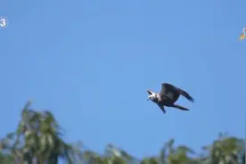 中央媒体看辽宁丨央视新闻：“我们如此热爱老铁山” 来自迁徙猛禽的告白图片